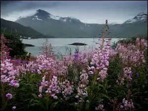 Kwiaty, Góry, Jezioro, Różowe