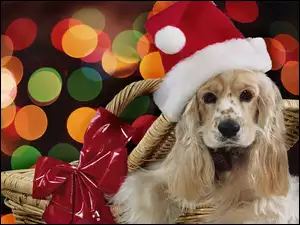 Cocker spaniel, Boże Narodzenie, Pies