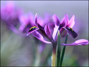 Fioletowy kwiat irys na rozmytym tle