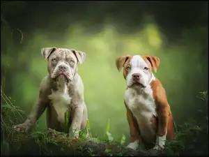 Amerykański pit bull Terrier dwa szczeniaki