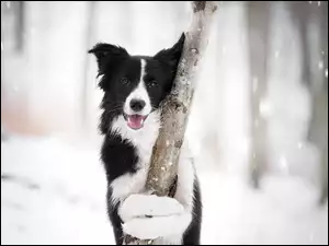 Border collie z śniegiem i drzewem