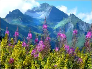 Kwiatowa łąka w górach