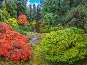 Drzewa, Stany Zjednoczone, Bloedel Reserve Bainbridge, Krzewy, Waszyngton, Jesień, Staw, Ogród botaniczny