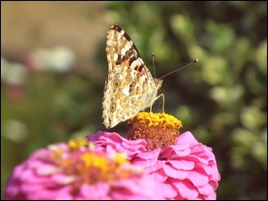 Kwiat, Motyl, RusaĹka osetnik