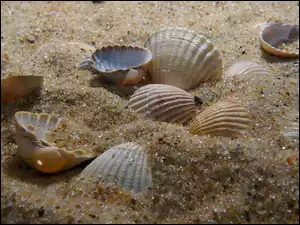 Muszelki w piasku z bliska