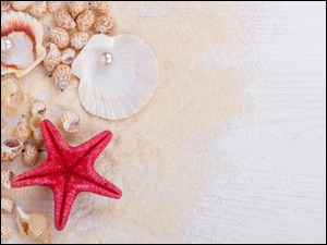 Rozgwiazda z muszlami i perlami na piasku