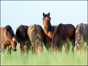 Konie na łące pośród traw