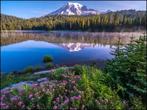 Odbicie, Kwiaty, Jezioro, Drzewa, Stan Waszyngton, Stany Zjednoczone, Stratowulkan, Park Narodowy Mount Rainier, Góra, Reflection Lake