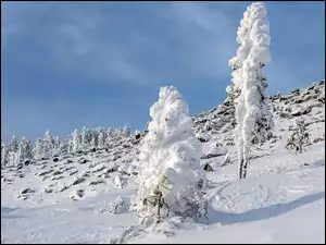 Śnieg przysypałdrzewa na wzgórzu