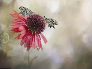 Dwa, Pazie krĂłlowej, DzielĹźan, Kwiat, Motyle