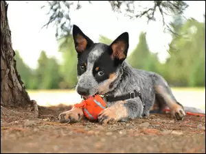 Pies z piłką pod drzewem