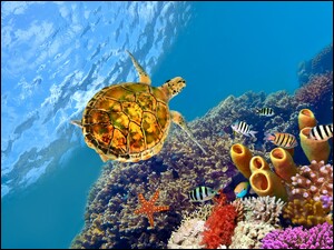 Żółw i ryby między rafą koralową pod wodą
