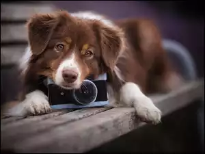 Owczarek australijski opiera łepek o aparat fotograficzny