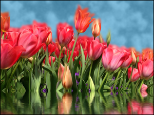 Tulipany w odbiciu wody