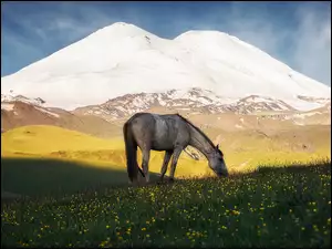 Koń na łące na tle gór