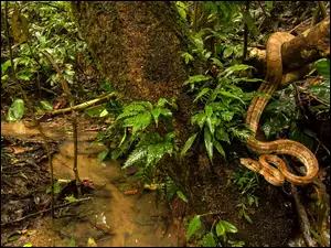 Wąż w dżungli nad potokiem
