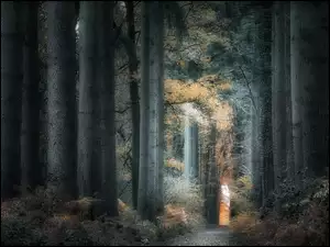 Rozświetlona ścieżka w ciemnym lesie