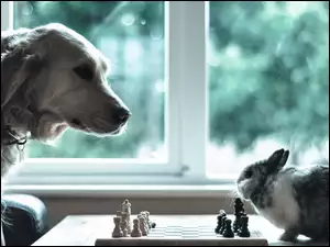 Pies z królikiem rozgrywają partyjkę w szachy
