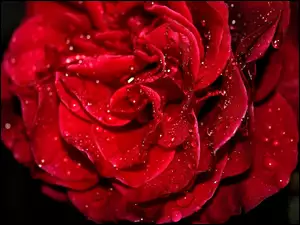 Czerwień, Róża, Krople