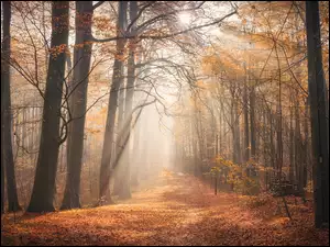 Jesienny las w promieniach słonecznych
