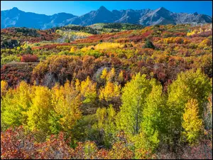 Las, Jesień, Kolorowe, Kolorado, Góry, Drzewa, Stany Zjednoczone, San Juan Mountains