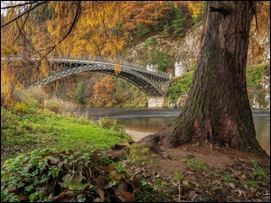 Drzewo, JesieĹ, Most, RoĹliny, Rzeka, Craigellachie Bridge, Szkocja, Spey River