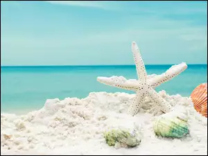 Rozgwiazda i muszelki w piasku na plaży