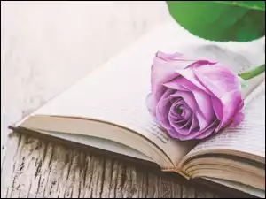 Książka, Fioletowa, Róża