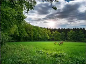 Zwierzęta na zielonym pastwisku na tle lasu
