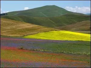 Kolorowe pola