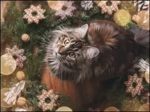 Mały kotek w środku wieńca świątecznego