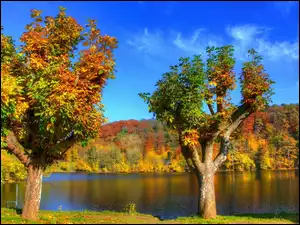 Drzewa, Jesień, Kolorowe, Jezioro, Lasy