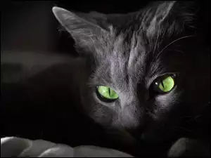 Oczy, Kot, Zielone