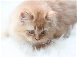 Graficzny rudy kotek