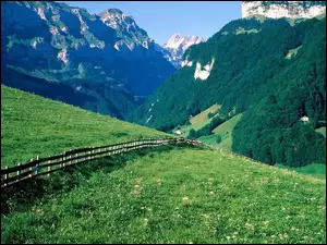 Las, Góry, Ogrodzenie, Szwajcaria, Łąka, Alpy