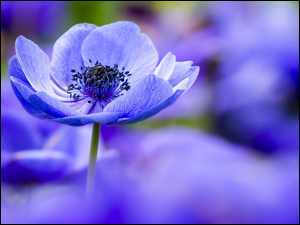 Zawilec, TĹo, Niebieski, Kwiat, Rozmyte
