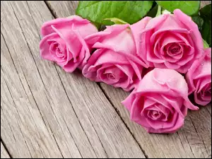 Pięć różowych róż z listkami