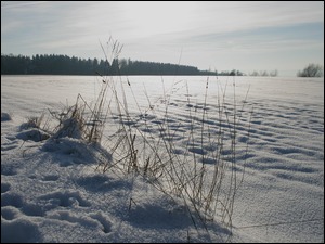 Trawa i ślady na śniegu na polu pod lasem