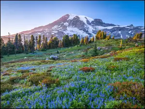 Niebieskie kwiaty na łące i drzewa na tle stratowulkanu Mount Rainier