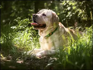 Labrador retriever w trawie z wywieszonym językiem