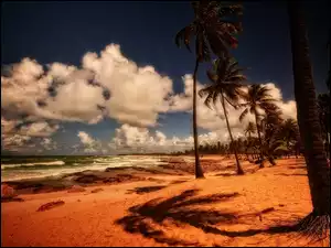 Palmy, Chmury, Ocean, Plaża