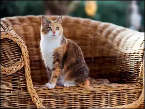 Kotek siedzący na wiklinowym koszu