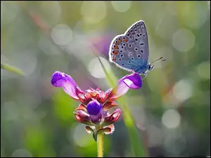 Kwiat, Motyl, Modraszek ikar, Fioletowy