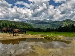 Stado koni na łące przy jeziorze w górskim lesie