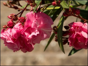 Różanecznik, Kwiaty, Azalia