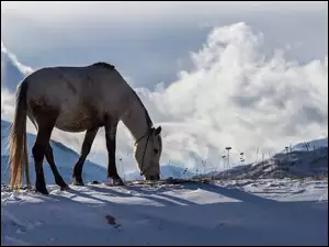 Zimowy krajobraz z koniem i górami w tle