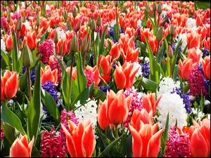 Czerwone, Hiacynty, Kwiaty, Kolorowe, Tulipany