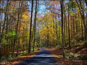 Droga prowadząca wzdłuż drzew w jesiennym lesie