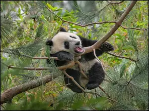 Las, Panda, Drzewo