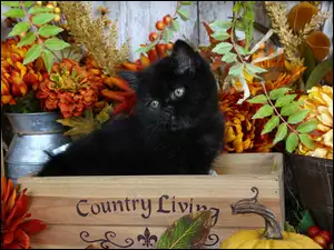 Czarny kotek w skrzyneczce